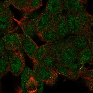 Anti-Hdac10 Antibody Produced In Rabbit Prestige Antibodies&#174; Powered by Atlas Antibodies, affinity isolated antibody, buffered aqueous glycerol solution