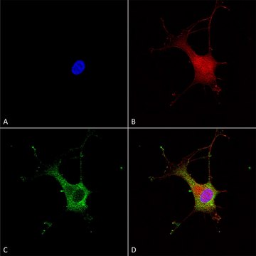 Monoclonal Anti-Versican - Atto 390 antibody produced in mouse clone S351-23, purified immunoglobulin