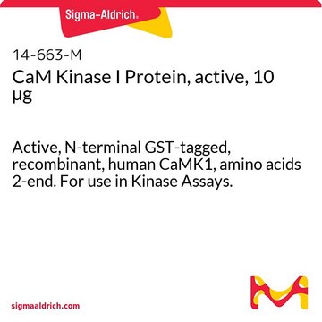 CaM Kinase I Protein, active, 10 &#181;g Active, N-terminal GST-tagged, recombinant, human CaMK1, amino acids 2-end. For use in Kinase Assays.