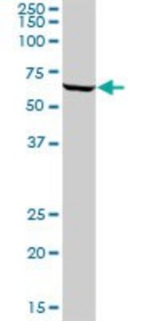 Anti-ATIC antibody produced in mouse purified immunoglobulin, buffered aqueous solution