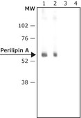 Anti-Perilipin A antibody produced in rabbit affinity isolated antibody, buffered aqueous solution