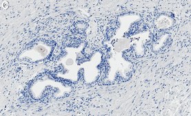 Anti-UGDH Antibody, clone 1F18 ZooMAb® Rabbit Monoclonal recombinant, expressed in HEK 293 cells