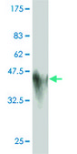 Monoclonal Anti-GCG antibody produced in mouse clone 2D3-2B11, purified immunoglobulin, buffered aqueous solution