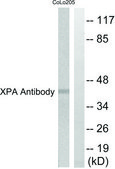 Anti-XPA antibody produced in rabbit affinity isolated antibody