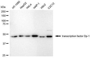 KD-Validated Anti Transcription Factor Dp-1 Antibody, clone 24GB2685, Rabbit Monoclonal clone 24GB2685, recombinant rabbit monoclonal, expressed in HEK293 cells