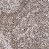 Anti-ZBTB2 antibody produced in rabbit Prestige Antibodies® Powered by Atlas Antibodies, affinity isolated antibody, buffered aqueous glycerol solution, Ab3