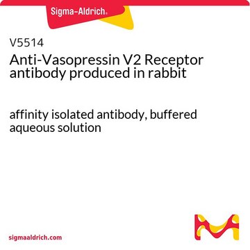 Anti-Vasopressin V2 Receptor antibody produced in rabbit affinity isolated antibody, buffered aqueous solution