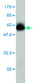 Monoclonal Anti-NFYB antibody produced in mouse clone 6E4, purified immunoglobulin, buffered aqueous solution