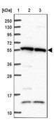 Anti-TRIM27 antibody produced in rabbit Prestige Antibodies® Powered by Atlas Antibodies, affinity isolated antibody, buffered aqueous glycerol solution