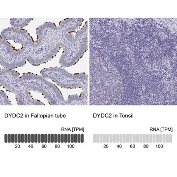 Anti-DYDC2 antibody produced in rabbit Prestige Antibodies&#174; Powered by Atlas Antibodies, affinity isolated antibody, buffered aqueous glycerol solution