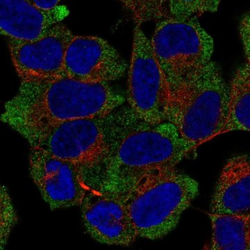 Anti-NACA antibody produced in rabbit Prestige Antibodies&#174; Powered by Atlas Antibodies, affinity isolated antibody