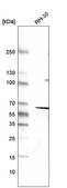 Monoclonal Anti-DES antibody produced in mouse Prestige Antibodies® Powered by Atlas Antibodies, clone CL4502, purified immunoglobulin
