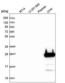 Anti-FGF5 antibody produced in rabbit Prestige Antibodies® Powered by Atlas Antibodies, affinity isolated antibody