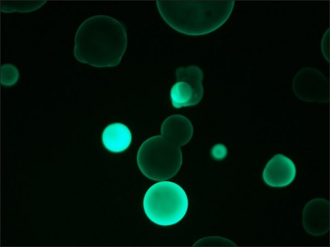 Anti-Human IgG2&#8722;FITC antibody, Mouse monoclonal clone HP-6014, purified from hybridoma cell culture