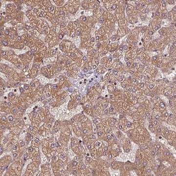 Anti-SEC14L2 antibody produced in rabbit Prestige Antibodies&#174; Powered by Atlas Antibodies, affinity isolated antibody, buffered aqueous glycerol solution