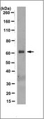 Anti-Folliculin (FLCN), Antibody clone 8D9.2 clone 8D9.2, from mouse