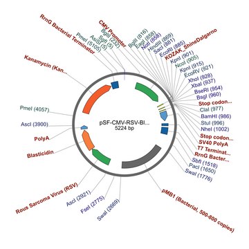 PSF-CMV-RSV-BLAST ASCI - RSV PROMOTER BLASTICIDIN PLASMID plasmid vector for molecular cloning