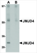 Anti-JMJD4 antibody produced in rabbit affinity isolated antibody, buffered aqueous solution