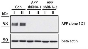 Anti-APP Antibody, clone 1D1 clone 1D1, from rat