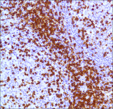 Anti-CD3 antibody, Rabbit monoclonal clone SP7, recombinant, expressed in proprietary host, tissue culture supernatant