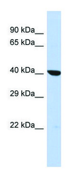 Anti-OXA1L (C-terminal) antibody produced in rabbit affinity isolated antibody