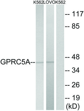 Anti-GPRC5A antibody produced in rabbit affinity isolated antibody