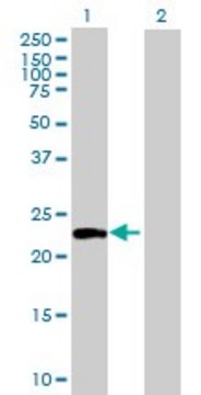 Anti-ATG12 antibody produced in mouse purified immunoglobulin, buffered aqueous solution