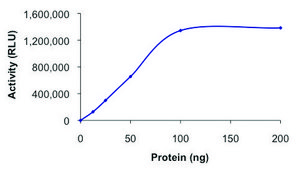 PIK3C2G, active, GST tagged human PRECISIO®, recombinant, expressed in baculovirus infected Sf9 cells, ≥70% (SDS-PAGE), buffered aqueous glycerol solution