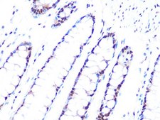 Anti-PRPF8 antibody produced in rabbit