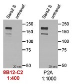 Anti-SARS-CoV-2 Spike RBD Antibody, clone 8B12-C2
