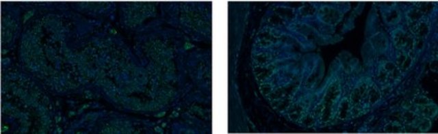 Anti-SOX17 from rabbit, purified by affinity chromatography