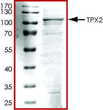 TPX2, His tagged human recombinant, expressed in baculovirus infected Sf9 cells, &#8805;70% (SDS-PAGE), buffered aqueous glycerol solution