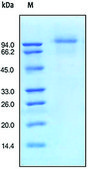EGFR/ErbB1 human recombinant, expressed in HEK 293 cells, ≥95% (SDS-PAGE)