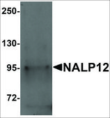 Anti-NALP12 antibody produced in rabbit affinity isolated antibody, buffered aqueous solution