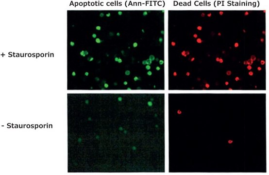 Annexin V FITC Conjugate from human placenta