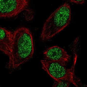 Anti-ZNF672 antibody produced in rabbit Prestige Antibodies&#174; Powered by Atlas Antibodies, affinity isolated antibody