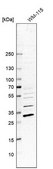 Anti-TPMT antibody produced in rabbit Prestige Antibodies® Powered by Atlas Antibodies, affinity isolated antibody, buffered aqueous glycerol solution