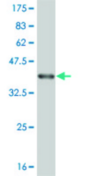 Monoclonal Anti-CTAG2 antibody produced in mouse clone 3H1, purified immunoglobulin, buffered aqueous solution