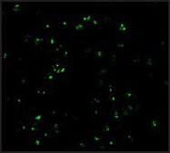 Anti-CARD8 antibody produced in rabbit affinity isolated antibody, buffered aqueous solution