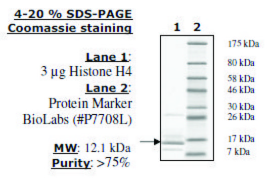 Histone H4 full length human recombinant, expressed in E. coli, &#8805;80% (SDS-PAGE)