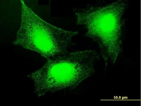 Anti-GBP5 antibody produced in mouse IgG fraction of antiserum, buffered aqueous solution