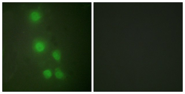 Anti-ACTL6A antibody produced in rabbit affinity isolated antibody