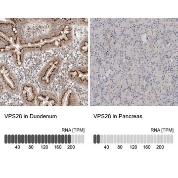 Anti-VPS28 antibody produced in rabbit Prestige Antibodies&#174; Powered by Atlas Antibodies, affinity isolated antibody, buffered aqueous glycerol solution, Ab2