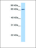 Anti-ATG16L1 (AB1) antibody produced in rabbit affinity isolated antibody