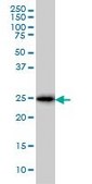 Monoclonal Anti-CD99 antibody produced in mouse clone 3A10, purified immunoglobulin, buffered aqueous solution