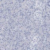 Anti-PTPRO antibody produced in rabbit Prestige Antibodies® Powered by Atlas Antibodies, affinity isolated antibody, buffered aqueous glycerol solution