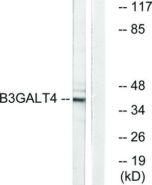 Anti-B3GALT4 antibody produced in rabbit affinity isolated antibody