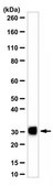 Anti-TRAPPC1 Antibody from rabbit, purified by affinity chromatography