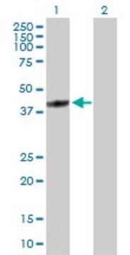 Anti-FBXL8 antibody produced in rabbit purified immunoglobulin, buffered aqueous solution