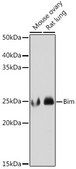 Anti-Bim Antibody, clone 3R0T2, Rabbit Monoclonal